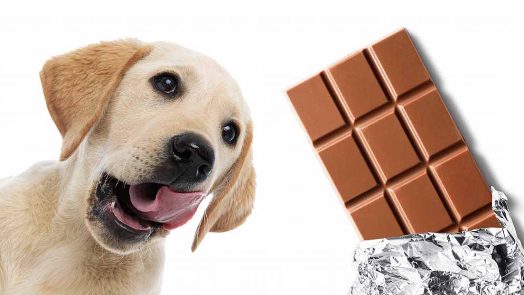 Köpekler Çikolata Yer Mi?