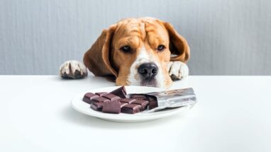 Köpekler Çikolata Yer Mi?