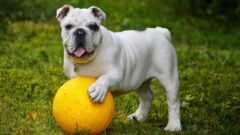 Köpekler Diş Döker mi?