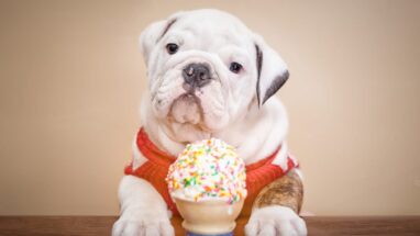 Köpekler Dondurma Yiyebilir mi?