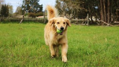 70 Maddede Köpekler Hakkında Her Şey