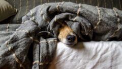 Köpekler Hakkında Bilinmesi Gerekenler