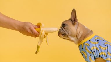 Köpekler Hangi Meyveleri Yer?
