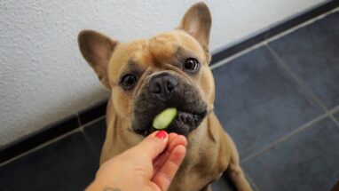 Köpekler Hangi Sebzeleri Yiyebilir?