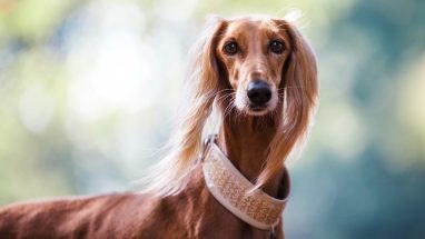 Köpekler İçin Önemli Malzemeler