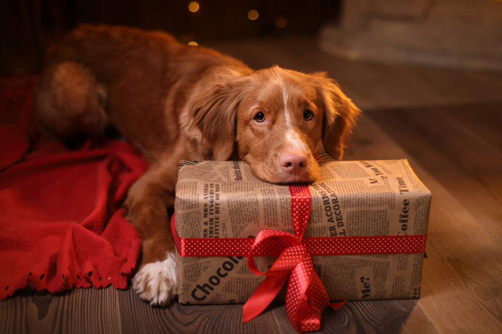 Köpekler İçin Yılbaşı Hediye Önerileri!
