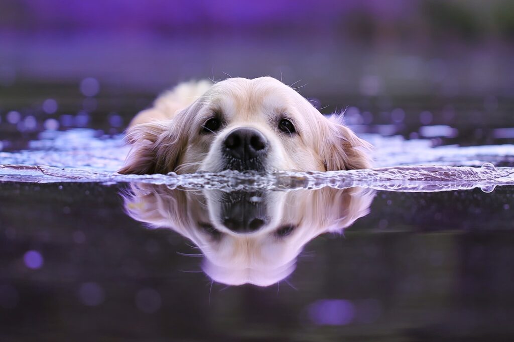 Köpekler İçin Yüzmenin Faydaları 
