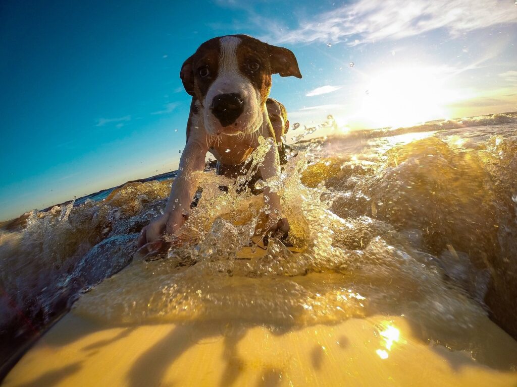 Köpekler İçin Yüzmenin Faydaları Nelerdir?