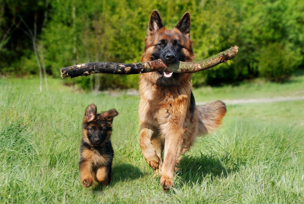 Köpekler Kaç Günde Doğurur?