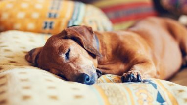 Köpekler Kaç Saat Uyur?