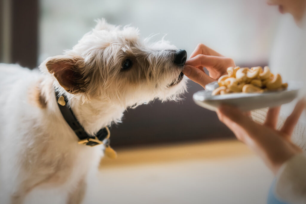 Köpekler Kaju Yiyebilir mi?
