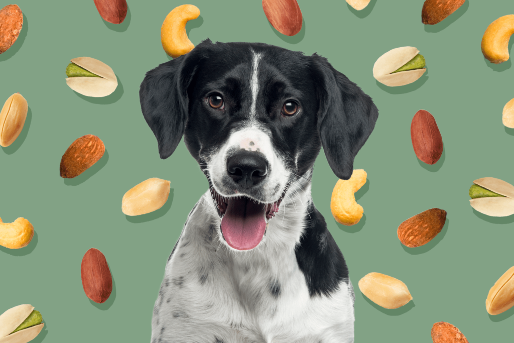 Köpekler Kaju Yiyebilir mi?
