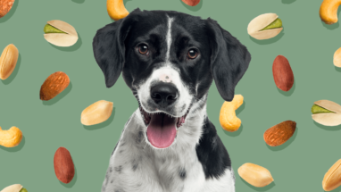 Köpekler Kaju Yiyebilir mi?