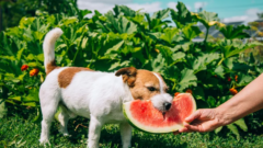 Köpekler Karpuz Yiyebilir mi?