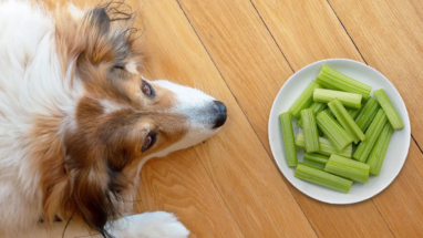 Köpekler Kereviz Yiyebilir mi?