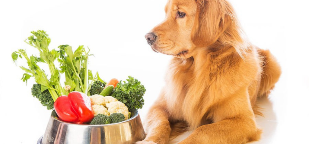 Köpekler Lahana Yiyebilir Mi?