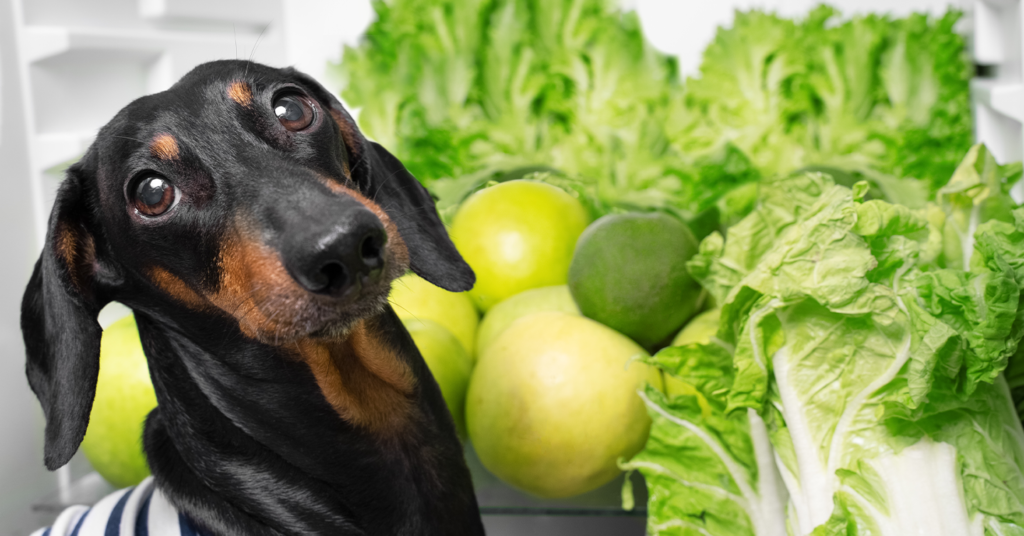 Köpekler Marul Yiyebilir Mi?