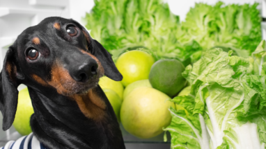 Köpekler Marul Yiyebilir Mi?