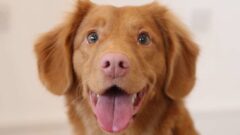 Köpekler Nasıl Kısırlaştırılır? Köpek Kısırlaştırma