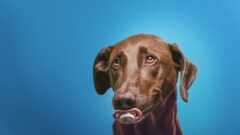 Köpekler Ne Yer? Köpeğe Ne Verilir?