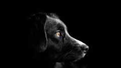 Köpekler Neden Gece Havlar?