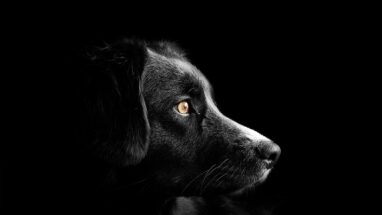 Köpekler Neden Gece Havlar?