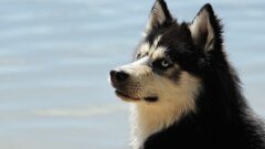 Köpekler Neden Havlar?