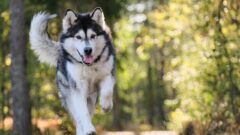 Köpekler Neden Kuyruk Sallar?