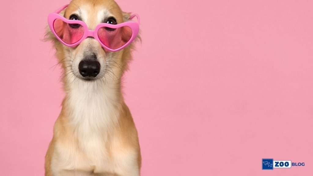 Köpekler Nelerden Hoşlanır?