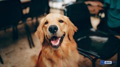 Köpekler Nelerden Hoşlanır?