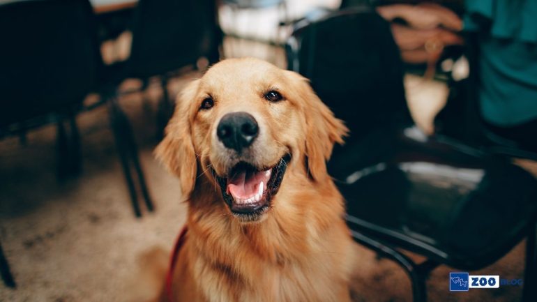 Köpekler Nelerden Hoşlanır?