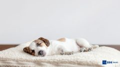Köpekler Rüya Görür mü?
