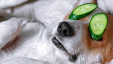 Köpekler Salatalık Yiyebilir mi?