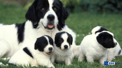 Köpekler Yavrularını Ne Zaman Bırakır?