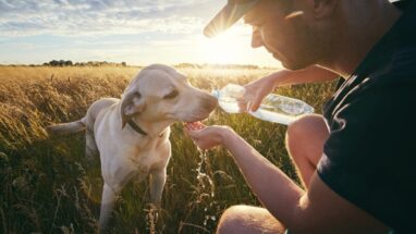 Köpekler Yazın Tıraş Edilmeli Mi?