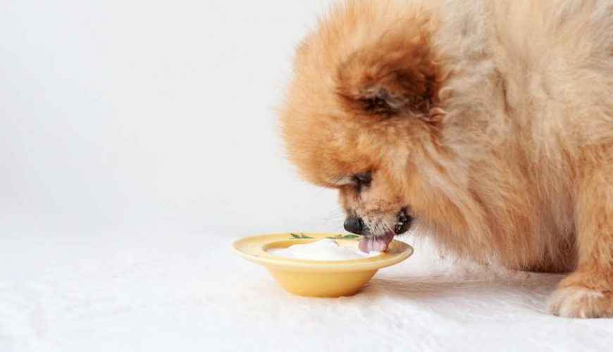 Köpekler Yoğurt Yiyebilir Mi?