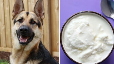 Köpekler Yoğurt Yiyebilir Mi?