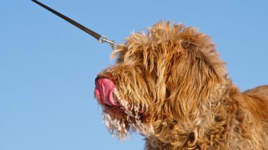 Köpekler Zeytin Yiyebilir Mi?