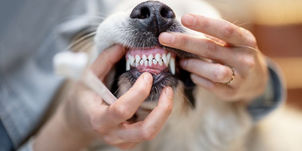 Köpeklerde Ağız Sağlığı ve Hijyeni Nasıl Sağlanır?