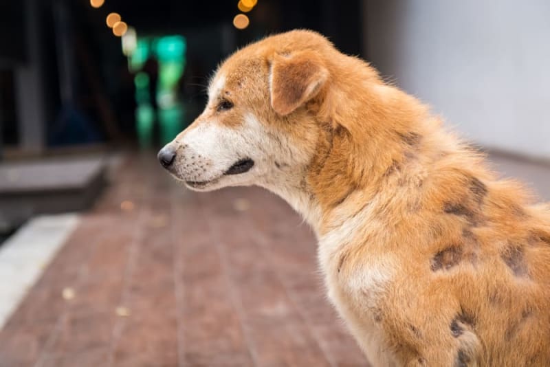 Köpeklerde Alopesi Nedir?