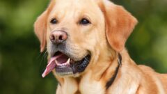 Köpeklerde Ani Saldırganlık Nedenleri