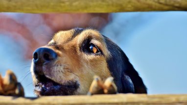 Köpeklerde Bağışıklık Sistemi Nasıl Güçlendirilir?