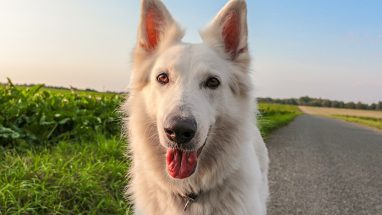 Köpeklerde Burun Akıntısı Nedenleri