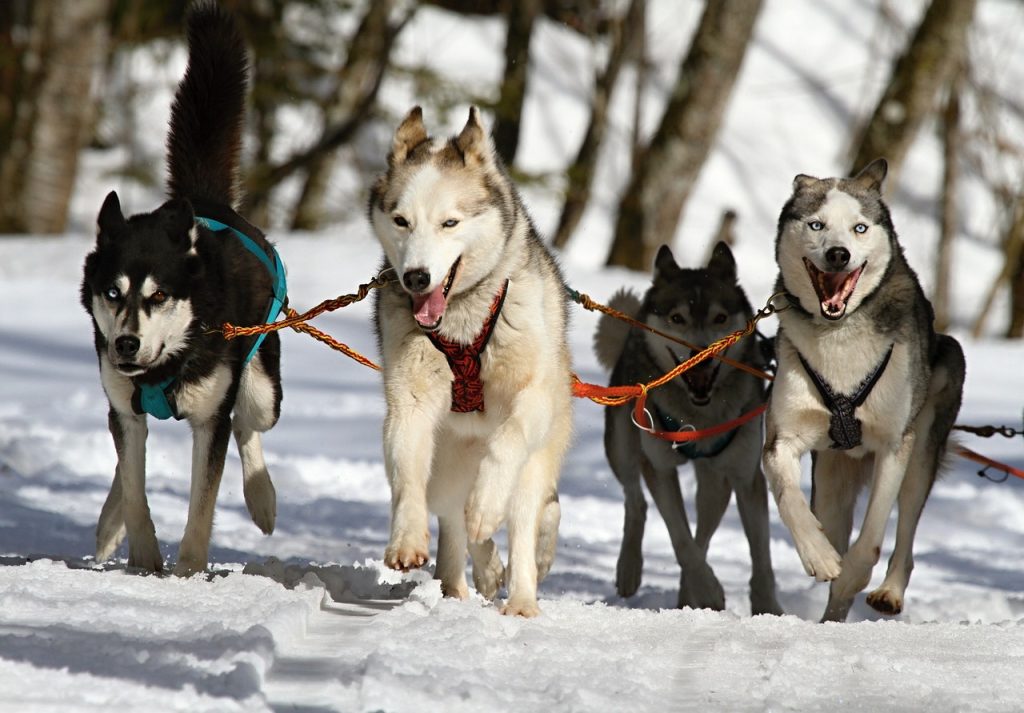 Kışın Köpeklerde Cilt Bakımı Nasıl Olmalı?