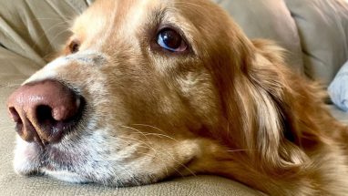 Köpeklerde Cilt Kanseri Nedenleri, Belirtileri ve Tedavisi