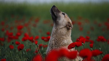 Köpeklerde Depresyon Belirtileri ve Nedenleri