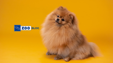 Köpeklerde Deri Hastalıkları Nelerdir?