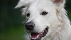 Köpeklerde Diş Çıkarma Hakkında Tüm Detaylar
