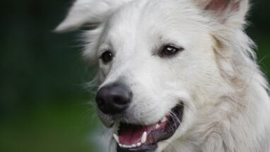 Köpeklerde Diş Çıkarma Hakkında Tüm Detaylar