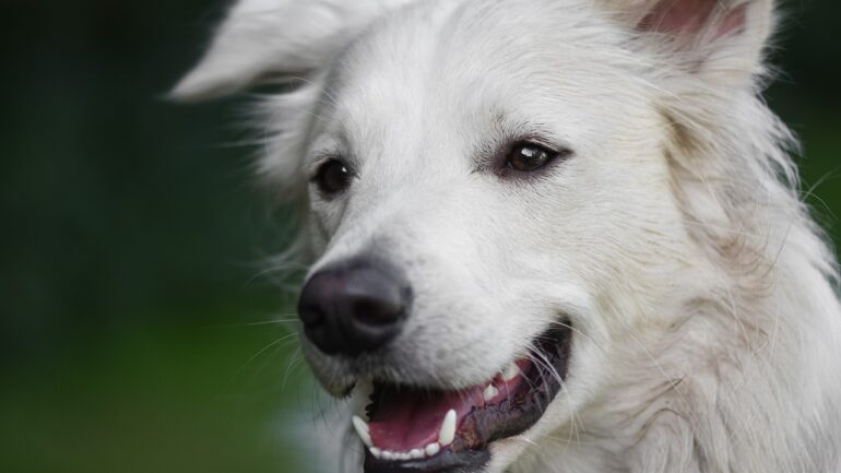 Köpeklerde Diş Çıkarma Hakkında Tüm Detaylar